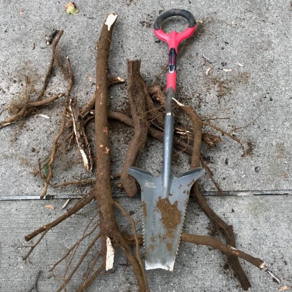 Root Slayer - Image 2